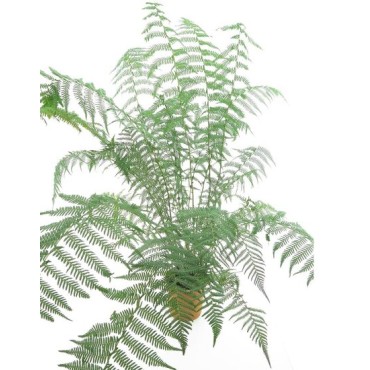 Dicksonia antarctica - pot Ø 26 cm