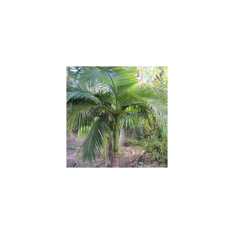 Palmiers d'intérieur  - archontophoenix cunninghamiana pot de 1 litre - 60/80cm