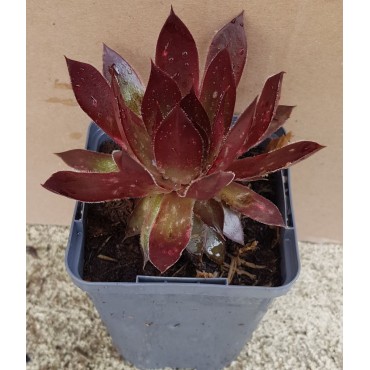 Sempervivum chick charms Â® 'Cherries Jubileeâ„¢' / Joubarbe rouge cerise