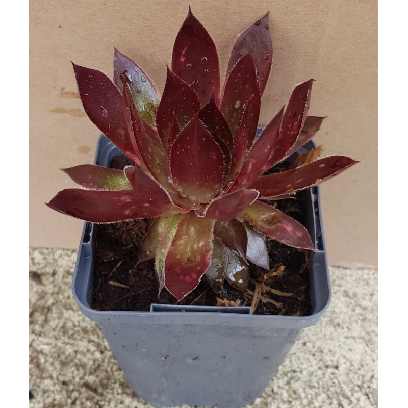 Sempervivum chick charms Â® 'Cherries Jubileeâ„¢' / Joubarbe rouge cerise