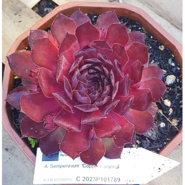 Sempervivum CHICK CHARMSÂ® GIANTS 'Copper Canyon'Â®