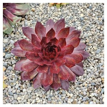 Sempervivum CHICK CHARMSÂ® GIANTS 'Copper Canyon'Â®