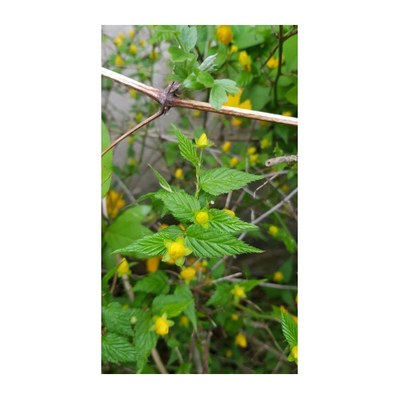 Kerria japonica 'Golden Guinea' / CorÃªte du Japon Ã  fleurs simples