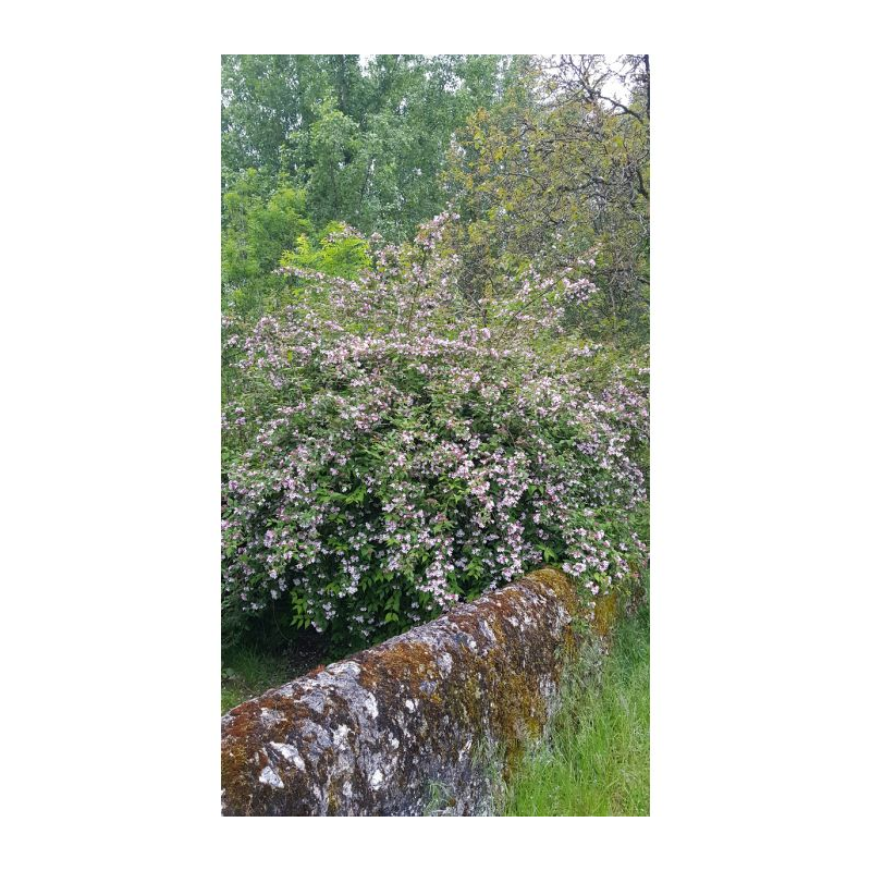 Kolwitzia amabilis 'Pink Cloud' / Buisson de BeautÃ© rose