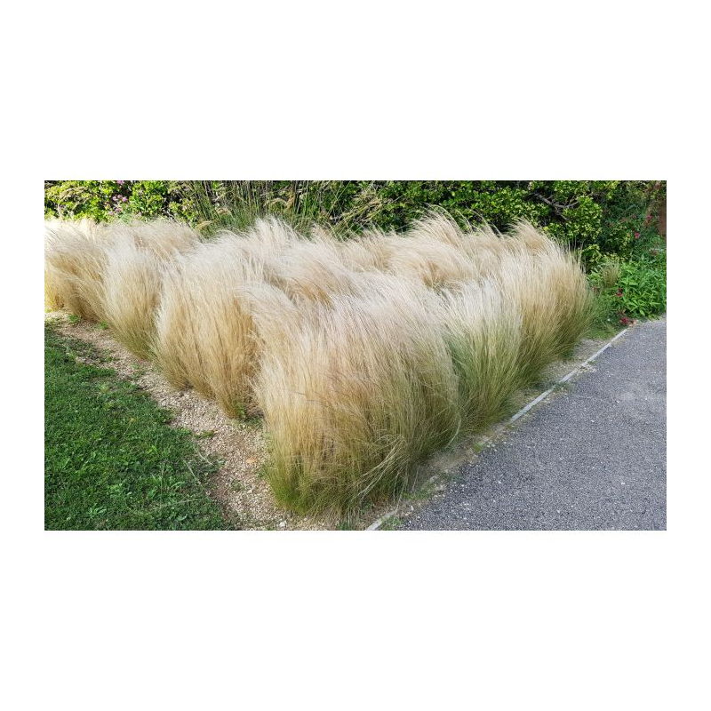 Stipa tenuissima 'Pony Tails' / Cheveux d'ange