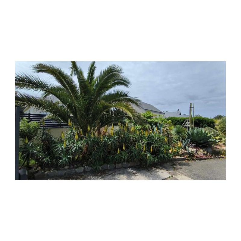 Aloe striatula / Aloiampelos Striatula