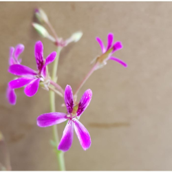 Pelargonium 'Deerwood Lavender' / GÃ©ranium au parfum de Lavande