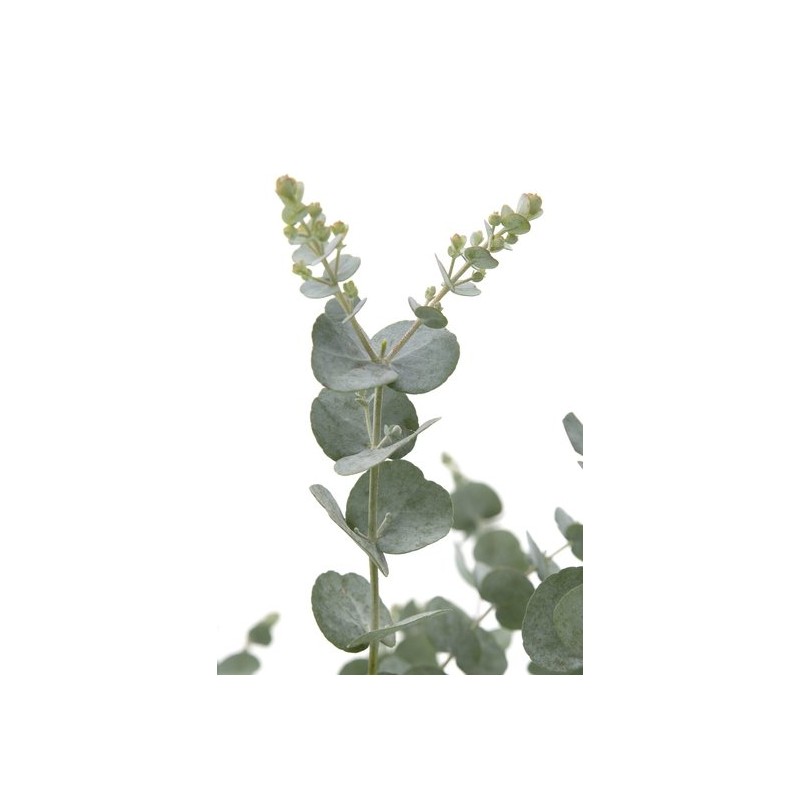 Plantes d'extérieur - eucalyptus gunnii azura - hauteur totale 70-100 cm - pot 10 ltr