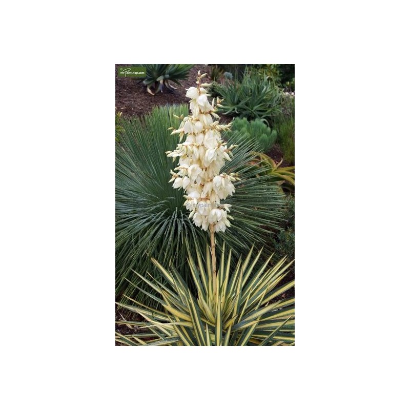 Plantes d'intérieur - yucca gloriosa silver - hauteur totale 60-80 cm - pot ø 26 cm