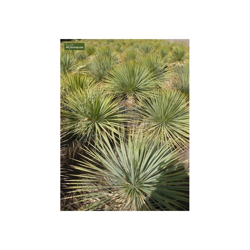 Plantes d'intérieur - yucca rostrata - hauteur totale 70-90 cm - pot ø 30 cm