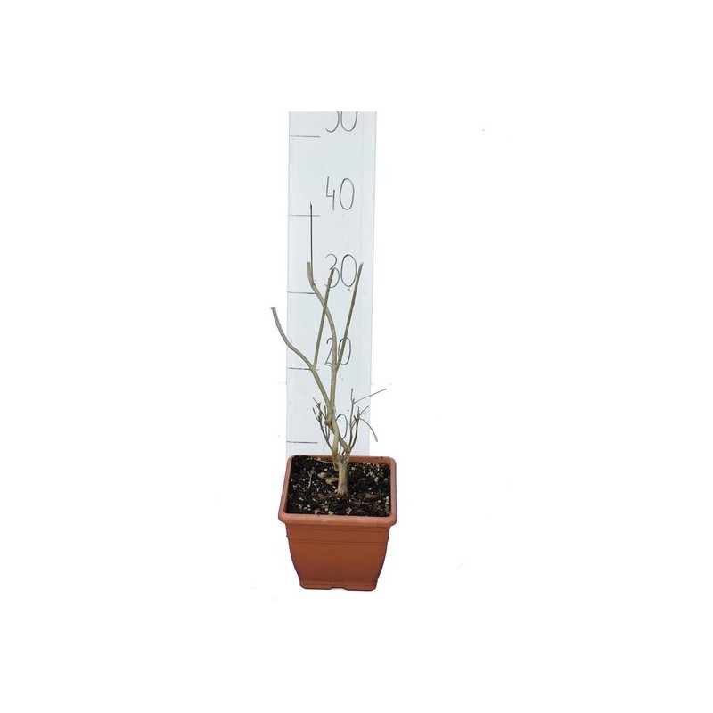 Plantes d'extérieur - callicarpa bodinieri profusion - hauteur totale 100+ cm - pot ø 21 cm
