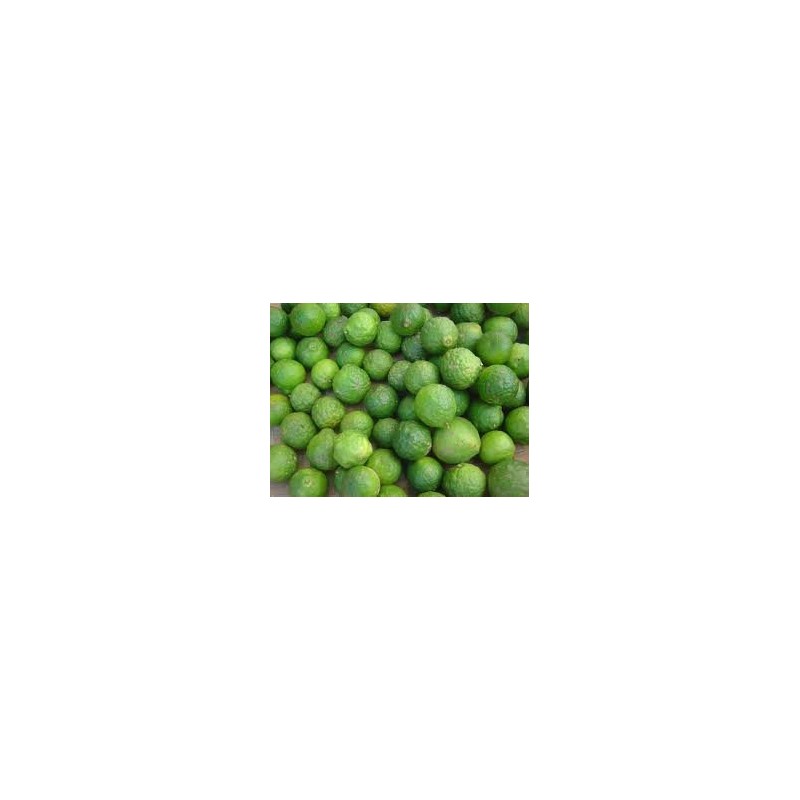 Plantes d'extérieur - citrus hystrix - hauteur totale 60-80 cm - pot ø 23 cm