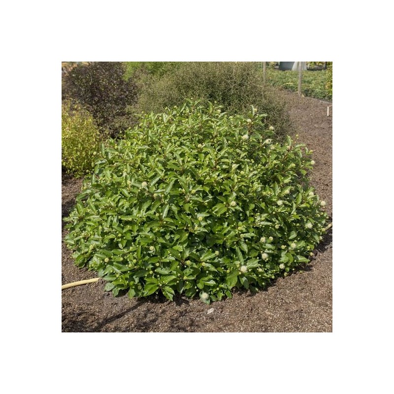 Plantes et arbustes à feuillages décoratifs - cephalanthus magical moonlight - pot 3 ltr