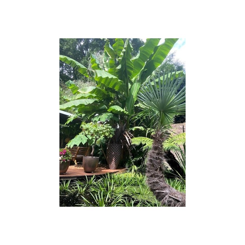Plantes d'extÃ©rieur - musa basjoo - pot Ã¸ 30 cm