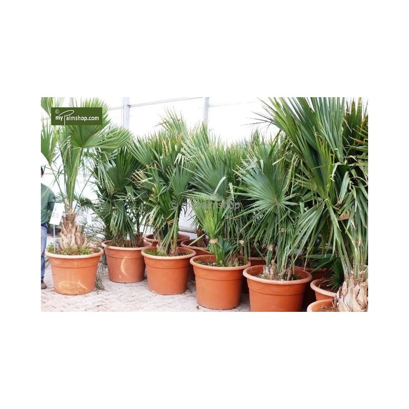 Palmiers rustiques - sabal minor - hauteur totale 50-60 cm - pot ø 22 cm