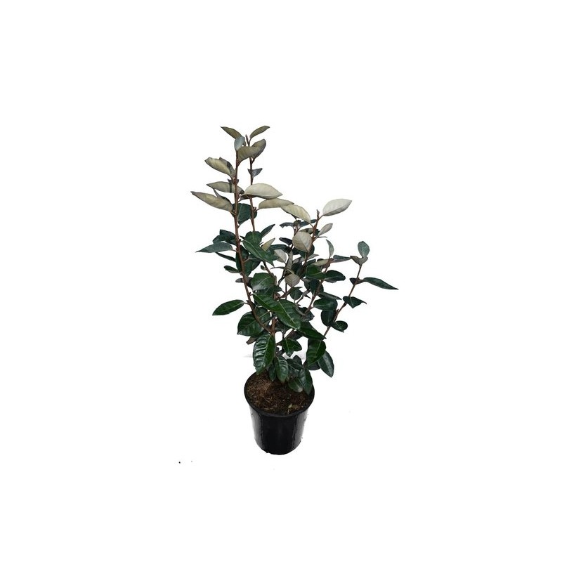 Plantes d'extérieur - elaeagnus ebbingei - hauteur totale 50+ cm - pot ø 18 cm