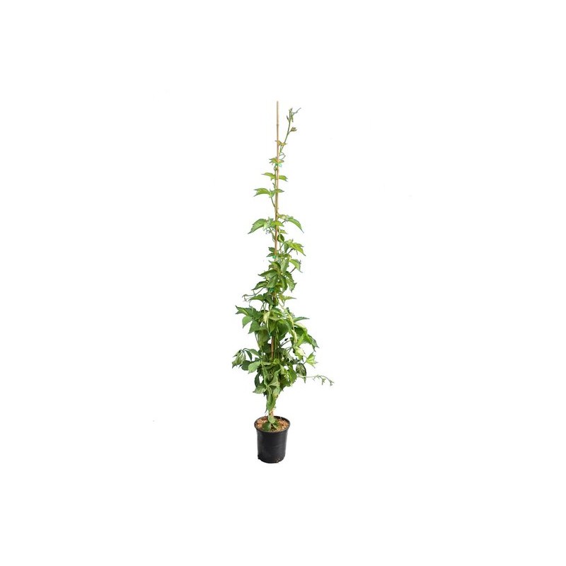 Plantes grimpantes - parthenocissus quinquefolia - pot 18 cm