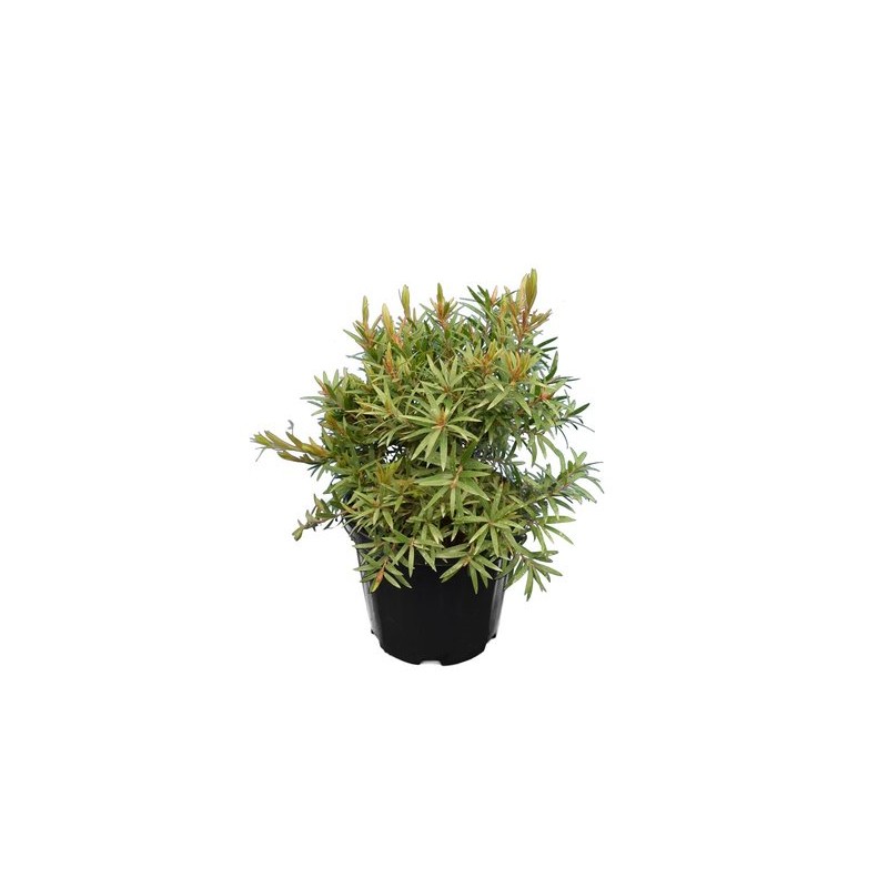 Plantes d'extérieur - callistemon viminalis captain hook - hauteur totale 40+ cm - pot ø 22 cm