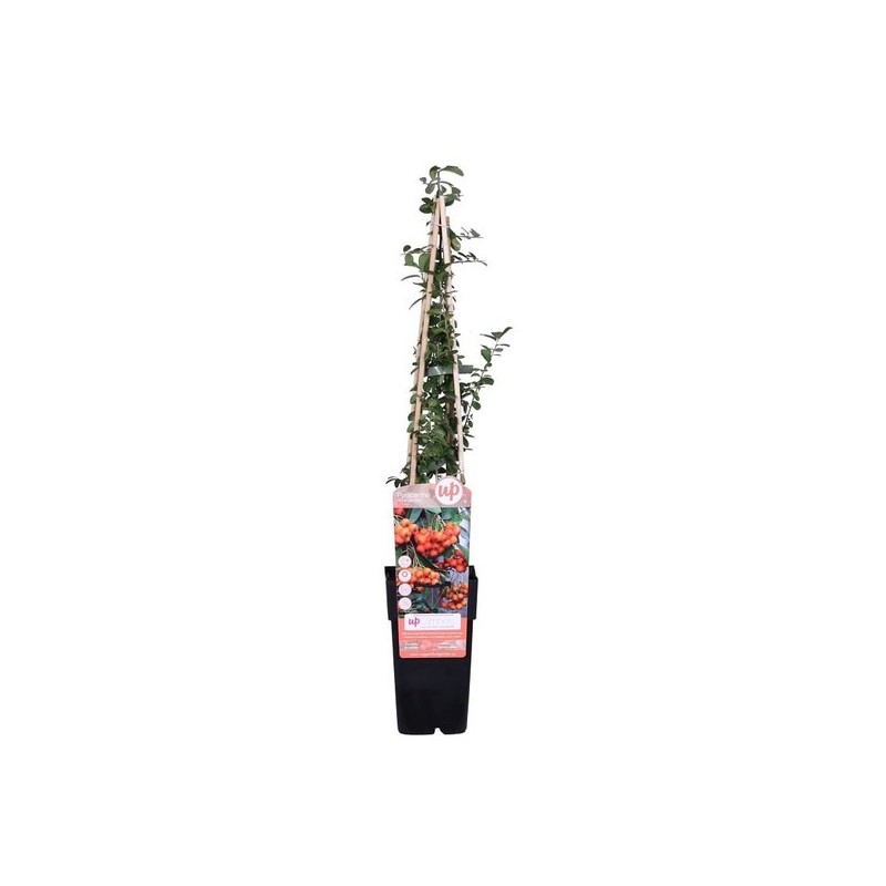 Plantes d'extérieur - pyracantha orange glow - hauteur totale 60-80 cm - pot 2 ltr