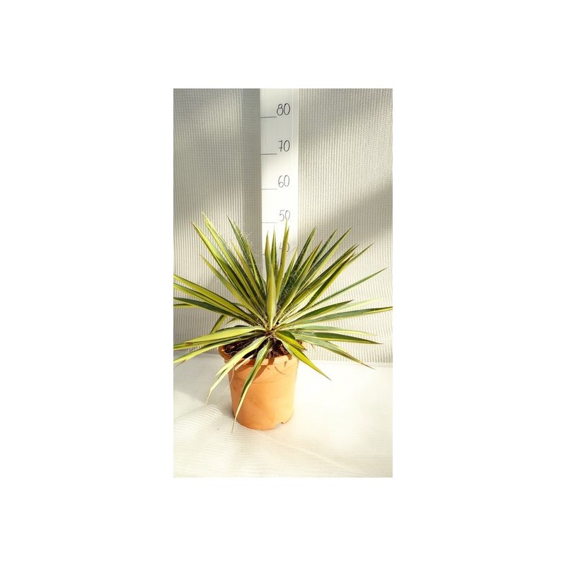 Plantes d'intérieur - yucca filamentosa bright edge - hauteur totale 70-90 cm - pot 26 cm