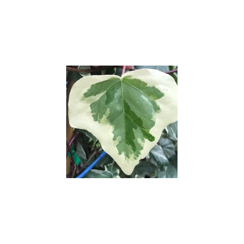 Plantes d'extérieur - hedera minor variegata - pot ø 18 cm - 3 ltr