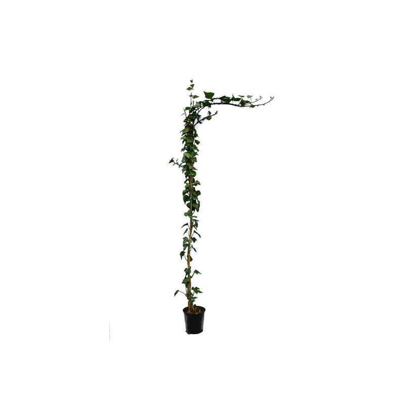Plantes d'extérieur - hedera hibernica verde de irlanda - pot ø 18 cm - 3 ltr