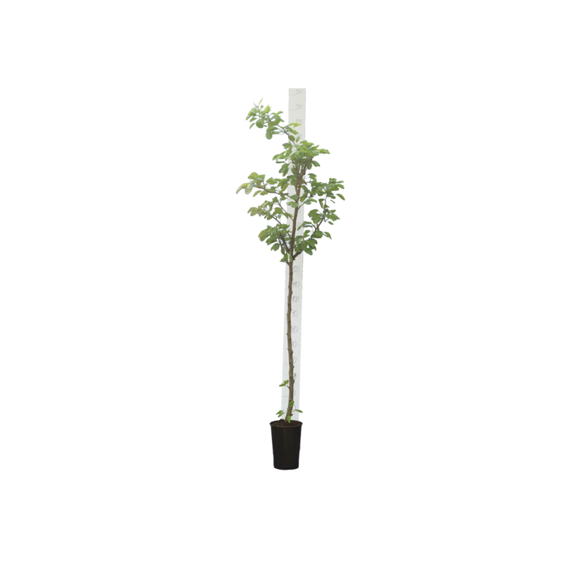 Découvrez nos arbres fruitiers - prunus avium - pot ø 26 cm