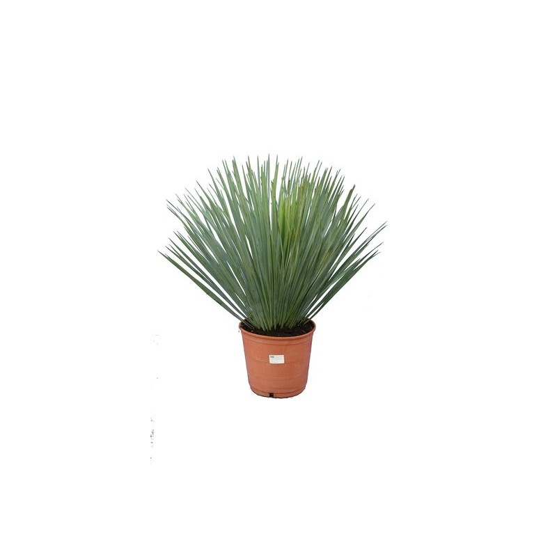 Plantes d'intérieur - yucca rostrata - hauteur totale 50-70 - pot ø 21 cm