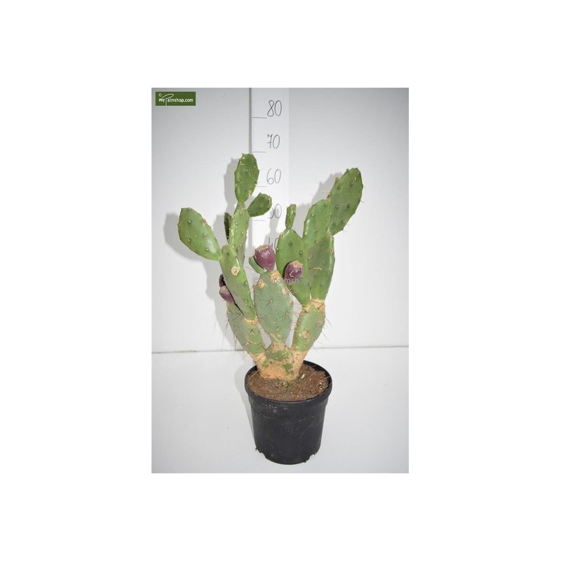 Plantes d'intérieur - opuntia vulgaris - hauteur totale 20-40 cm - pot ø 13 cm