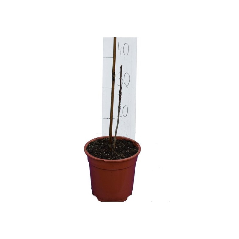 Plantes d'intérieur - ginkgo biloba - hauteur totale 40+ cm - pot 3 ltr
