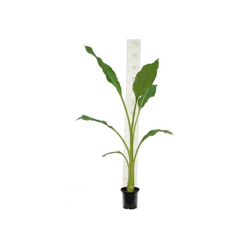 Plantes d'extérieur - musella lasiocarpa - pot ø 15 cm