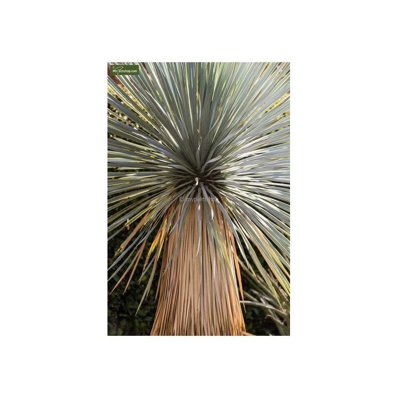 Plantes d'intérieur - yucca rostrata - hauteur totale 40-60 cm - pot ø 20 cm 70-90 cm - pot ø 30 cm