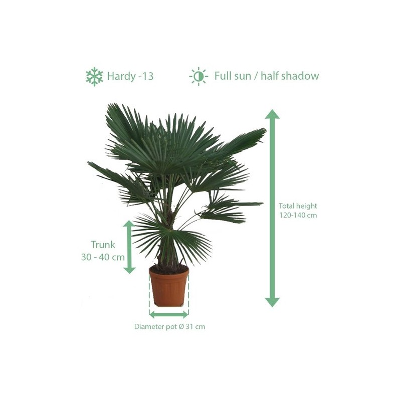 Plantes d'extérieur - trachycarpus fortunei - tronc 30-40 cm - hauteur totale 120-140 cm - pot ø 31 cm