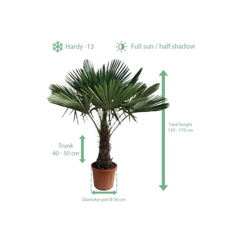 Plantes d'extérieur - trachycarpus fortunei - tronc 40-50 cm - hauteur totale 150-170 cm - pot ø 36 cm