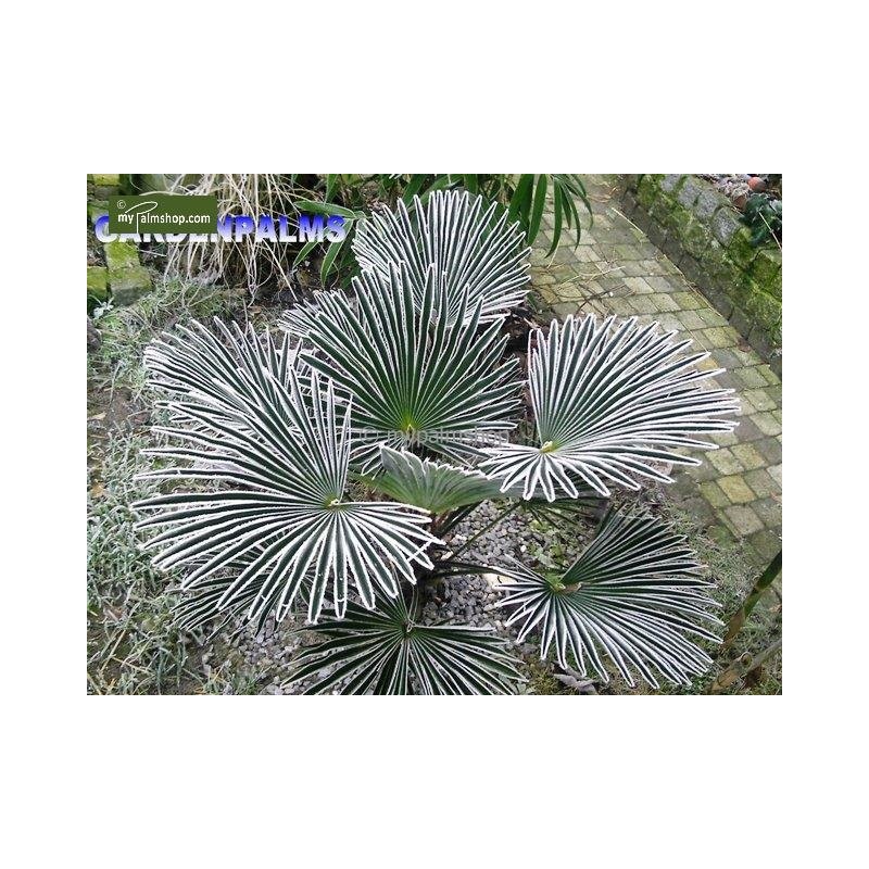Plantes d'extérieur - trachycarpus wagnerianus - tronc 40-50 cm - hauteur totale 140-160 cm - pot ø 35 cm