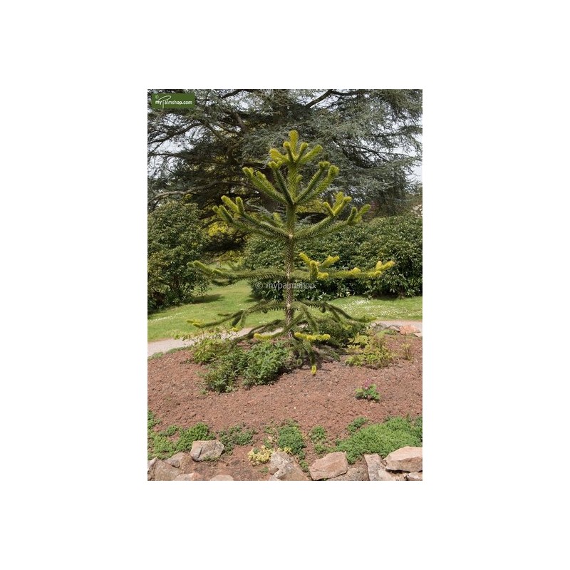 Plantes d'extérieur - araucaria araucana - hauteur totale 35-45 cm - pot 3 ltr