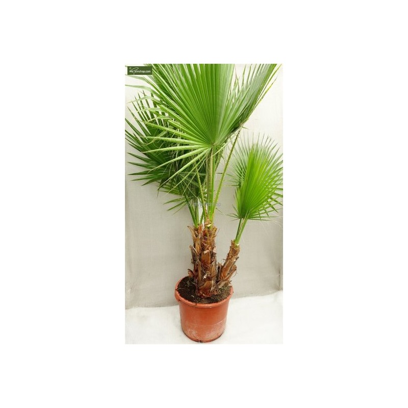 Palmiers rustiques - washingtonia robusta multitrunk - hauteur totale 120-140 cm - pot ø 26 cm