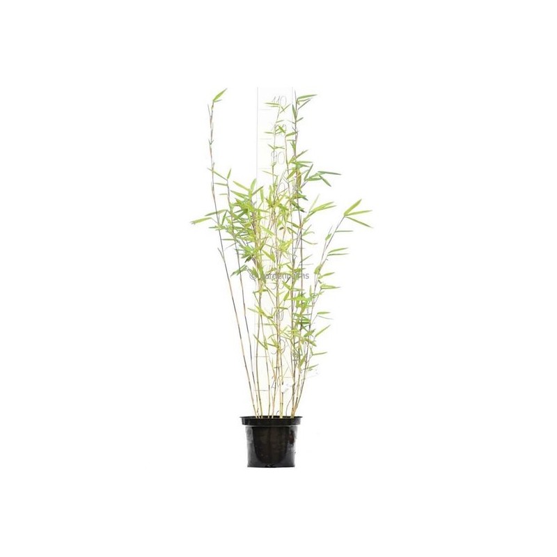 Plantes d'extérieur - fargesia nitida black pearl - hauteur totale 60+ cm - pot 2 ltr