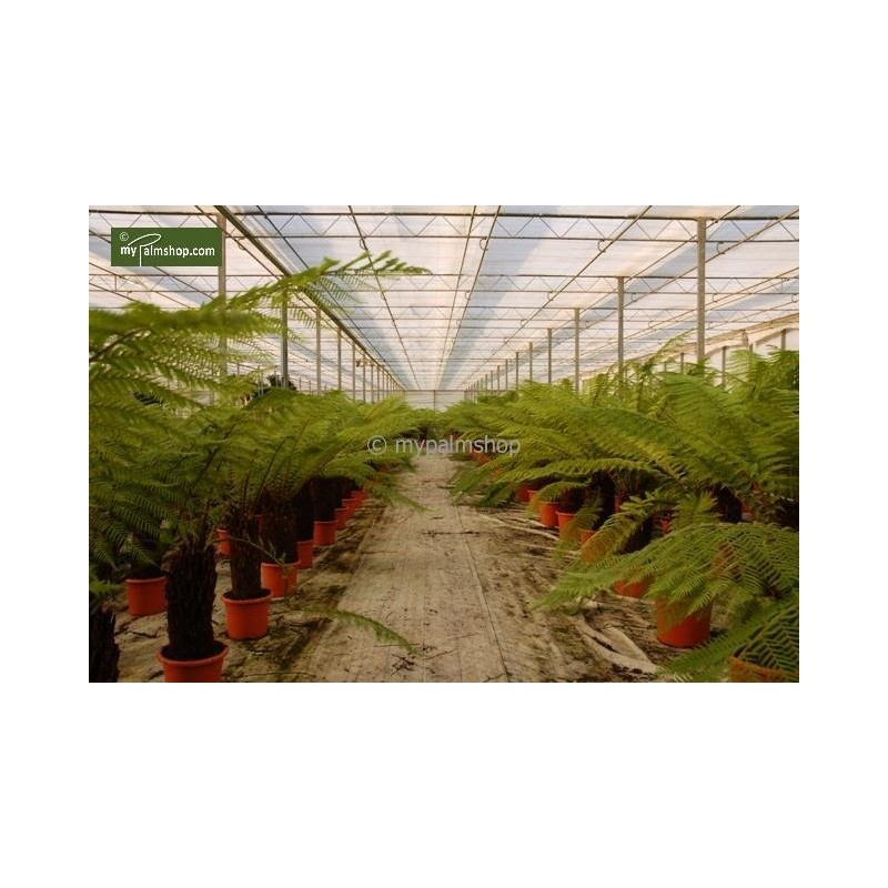 Plantes d'extérieur - dicksonia antarctica - tronc 30-40 cm