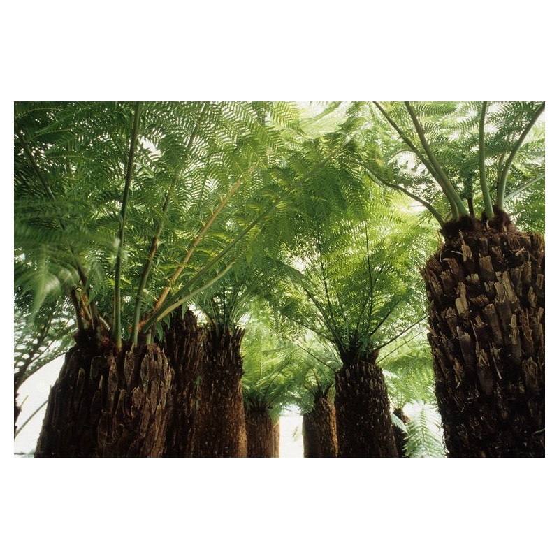Plantes d'extérieur - dicksonia antarctica tronc 5-10 cm