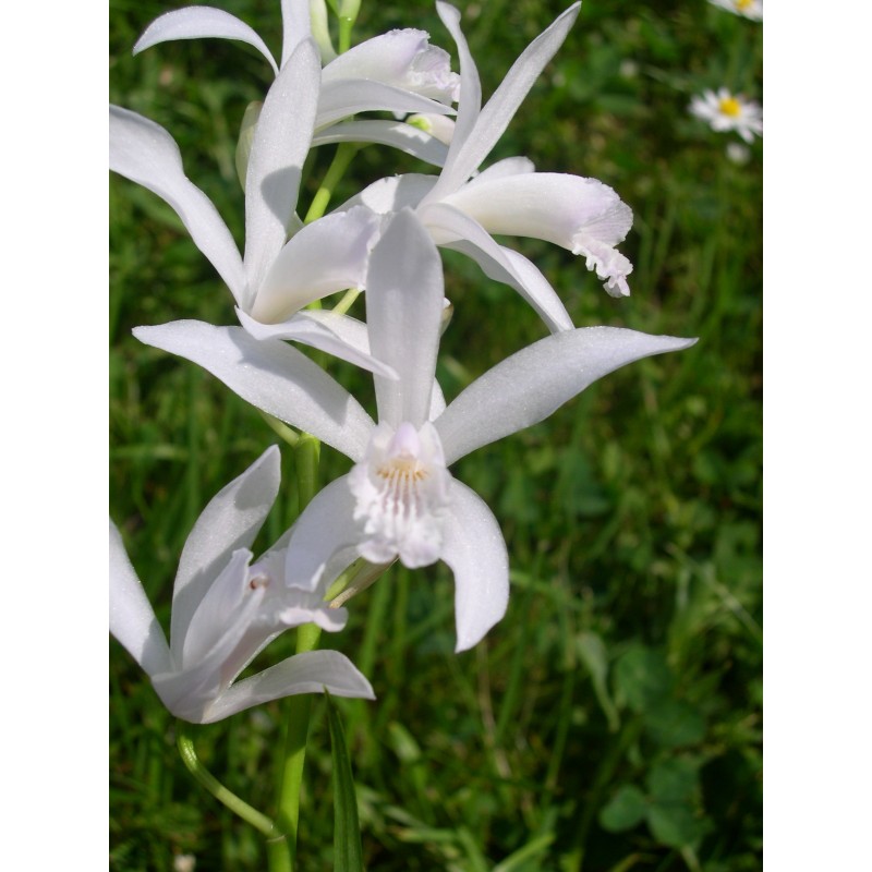 Orchidées - bletilla striata "alba"