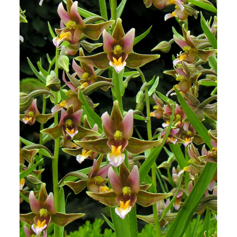 Orchidées - epipactis "sabine"