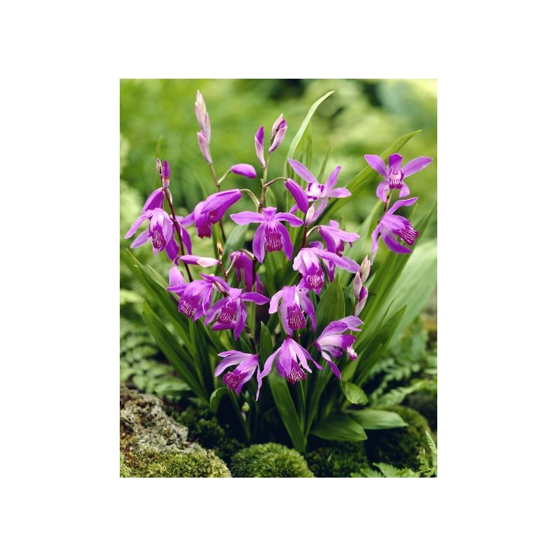 Orchidées - bletilla striata purple