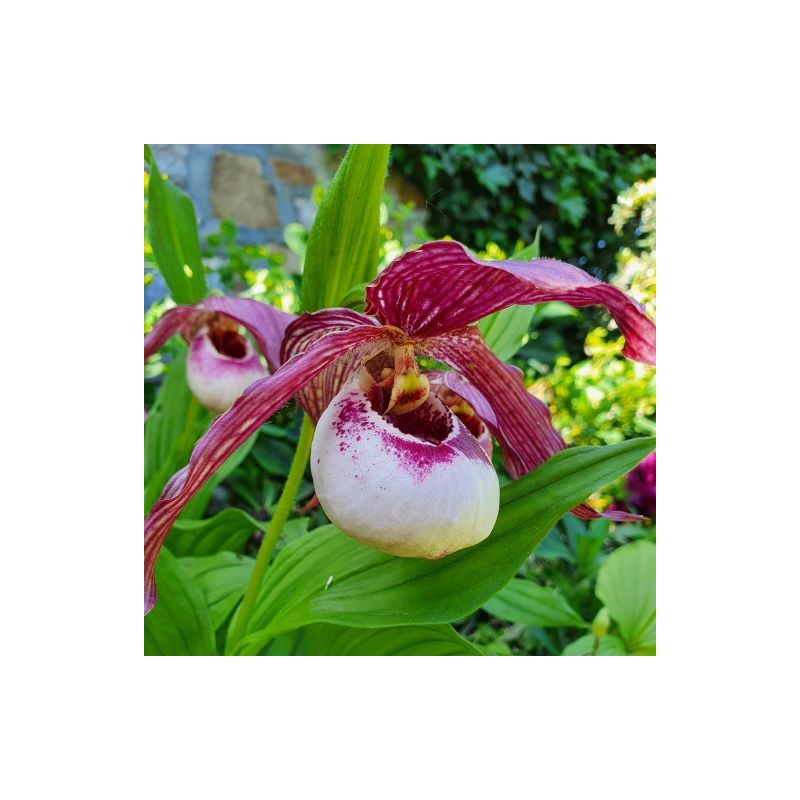 Orchidées - cypripedium lucy pinkepank