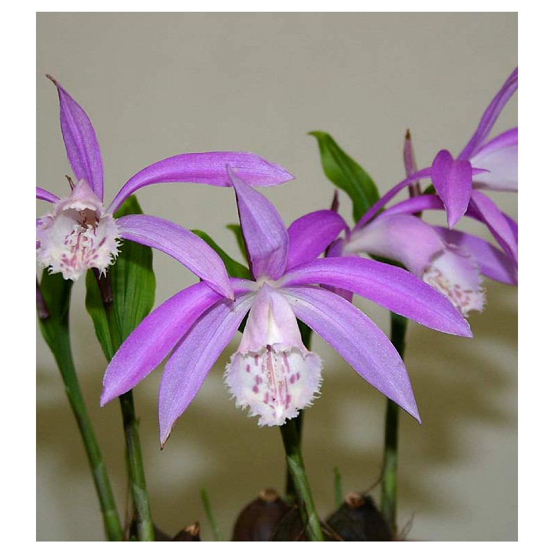 Orchidées - pleione formosana