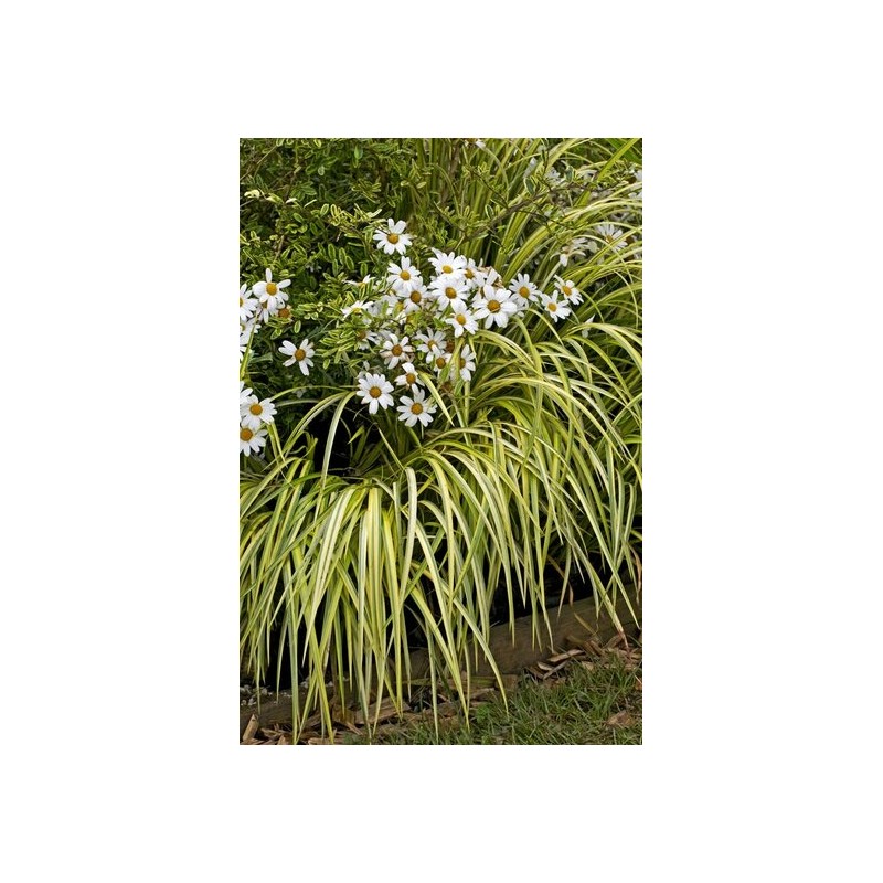 Bambous et graminées - carex oshimensis evergold - hauteur totale 30-40 cm - pot 2 ltr