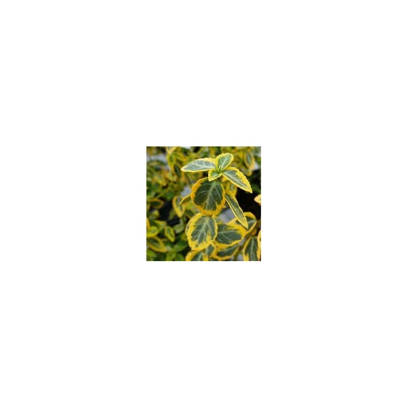 Plantes d'extérieur - euonymus fortunei emerald 'n gold - pot 0,5 ltr