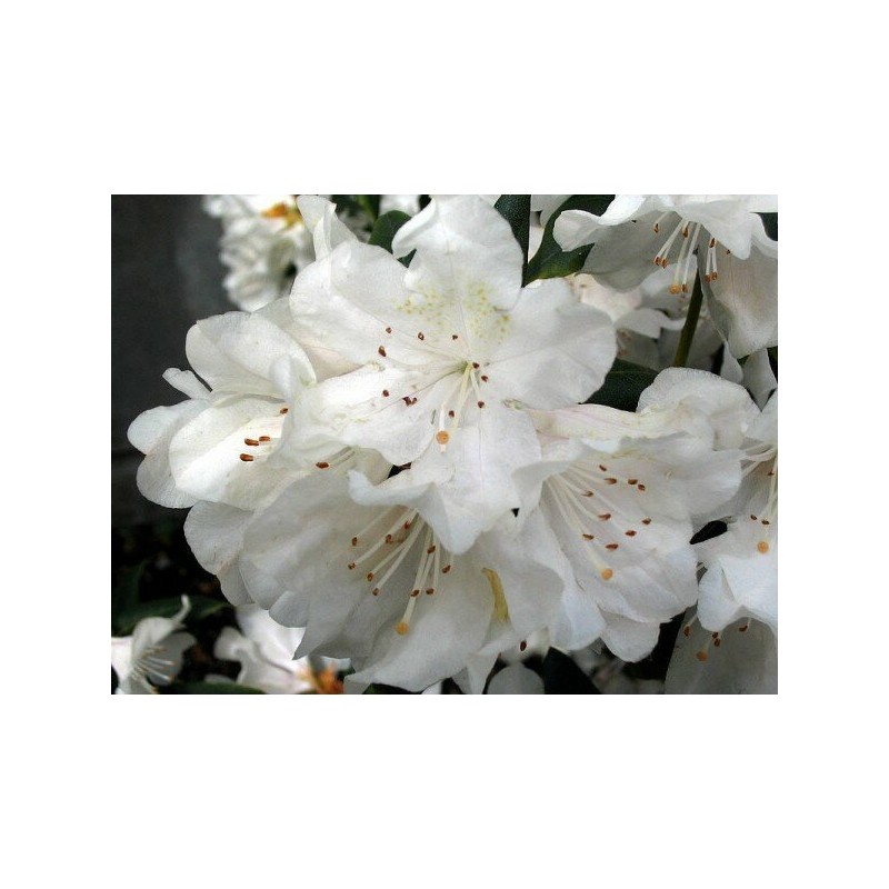 Plantes et arbustes à feuillages décoratifs - rhododendron cunningham's white - hauteur totale 50-60 - pot 5 ltr