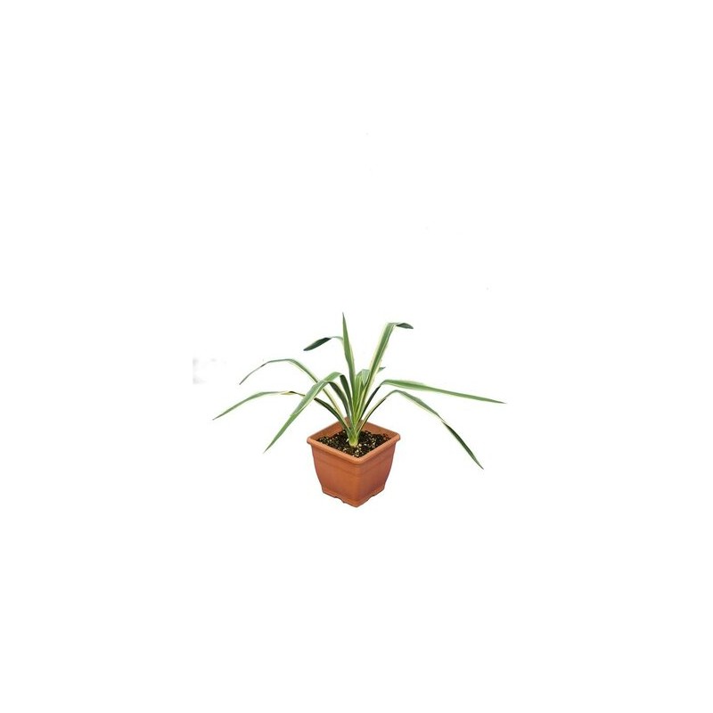 Plantes d'intérieur - yucca filamentosa bright edge - pot 14 x 14 cm