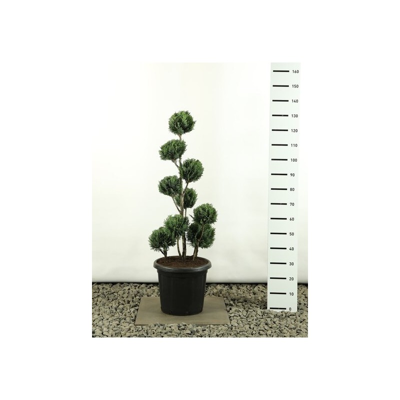 Plantes et arbustes fleuris - chamaecyparis lawsoniana white spot multibol - hauteur totale 125-150 cm - pot 20 ltr